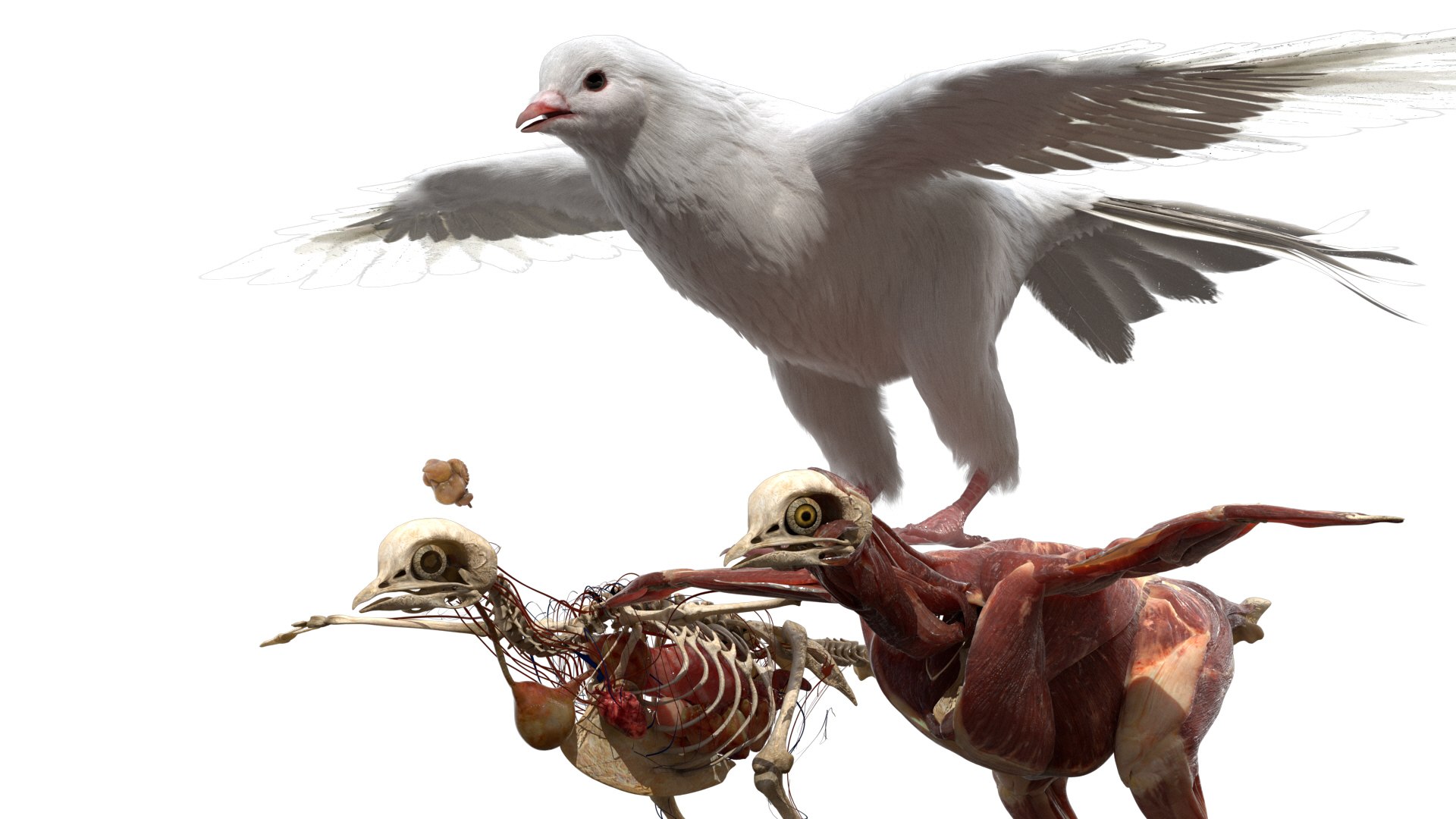 rigging dove fur anatomy 3D https://p.turbosquid.com/ts-thumb/zd/0yxuGi/aCe5q68z/20/jpg/1584067922/1920x1080/fit_q87/bc4b960a8f4f39d0f6008d5a5e2edcf40d7c469e/20.jpg