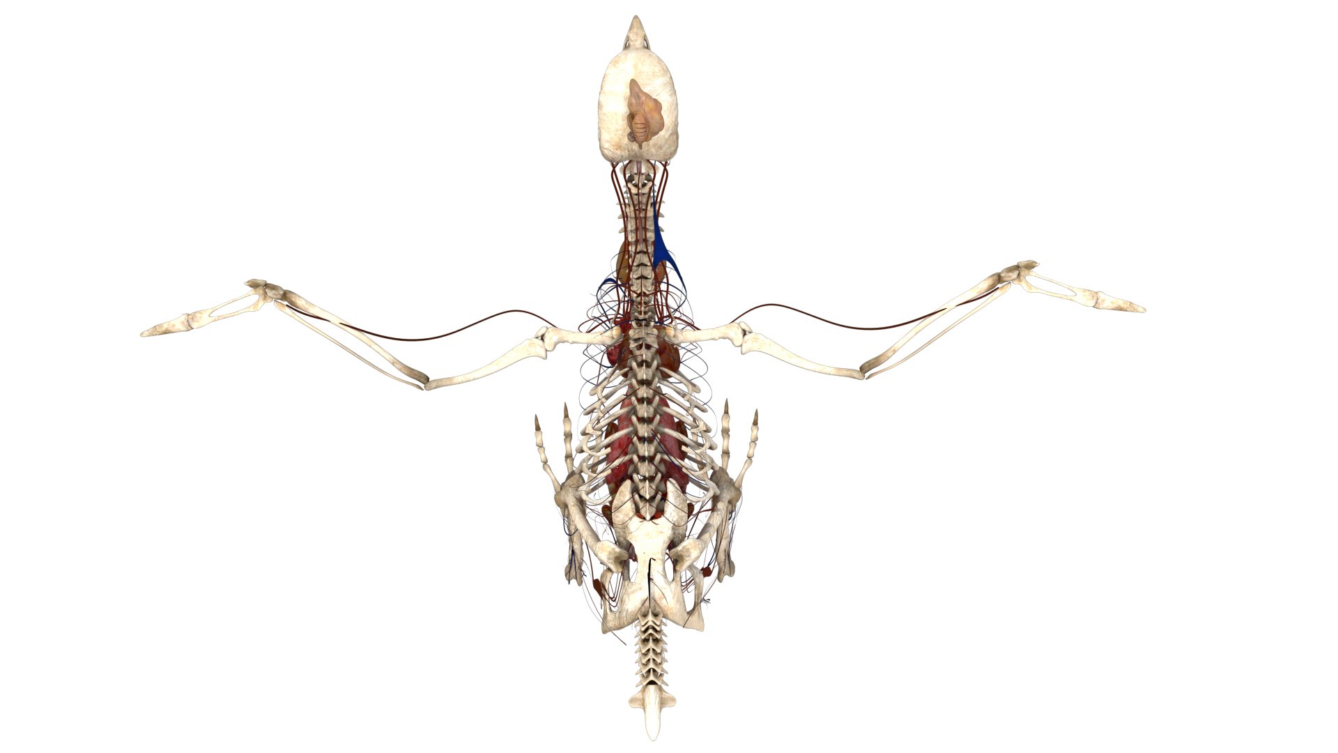 rigging dove fur anatomy 3D https://p.turbosquid.com/ts-thumb/zd/0yxuGi/ah0Cq6CI/30/jpg/1584067922/1920x1080/fit_q87/d950d302efb8873bbfd053dc69bd7a013304e9c8/30.jpg