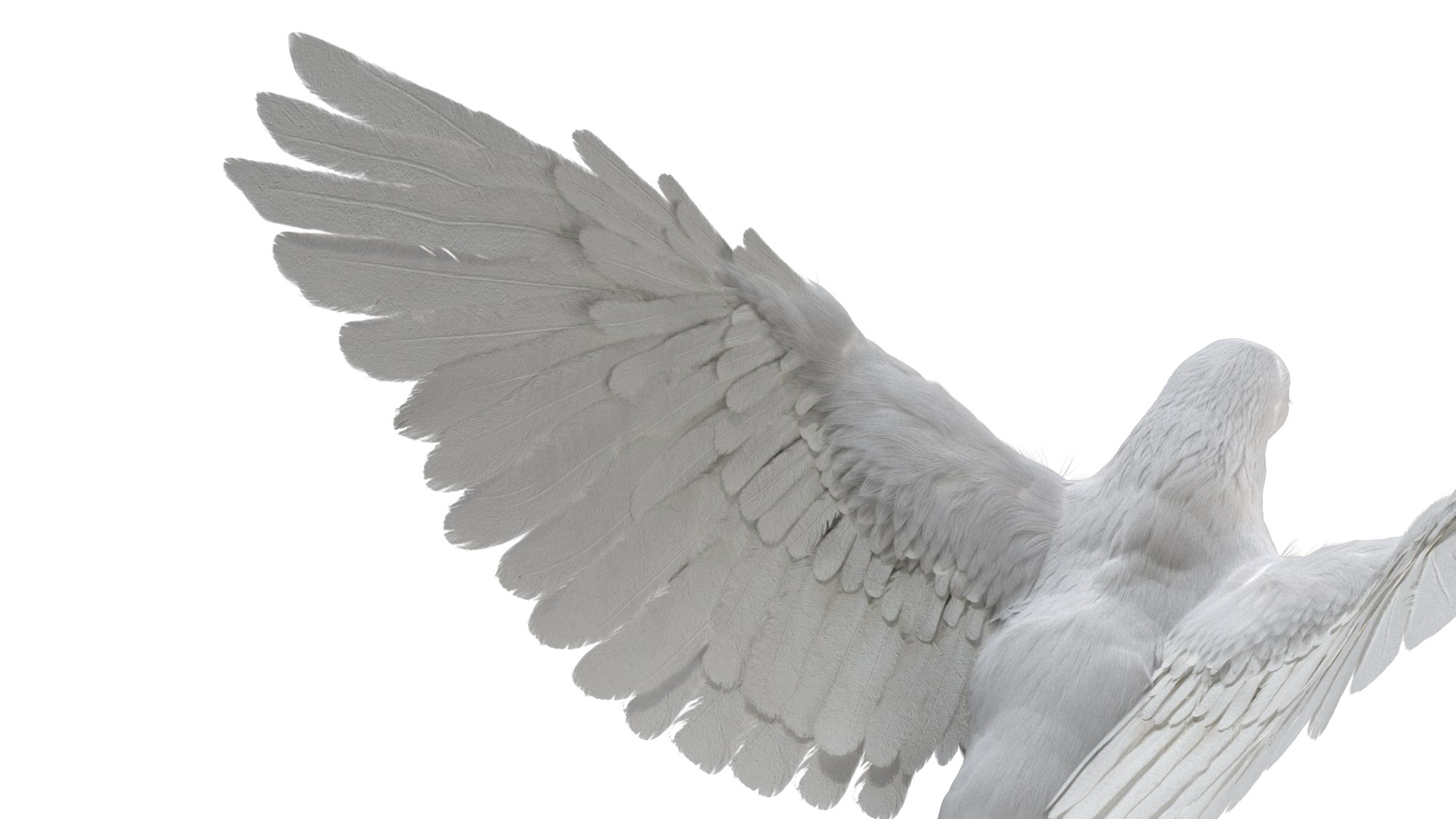 rigging dove fur anatomy 3D https://p.turbosquid.com/ts-thumb/zd/0yxuGi/ijkyUZoG/11/jpg/1584067922/1920x1080/fit_q87/7d99067ca269af344218be443747d00e25e63a59/11.jpg