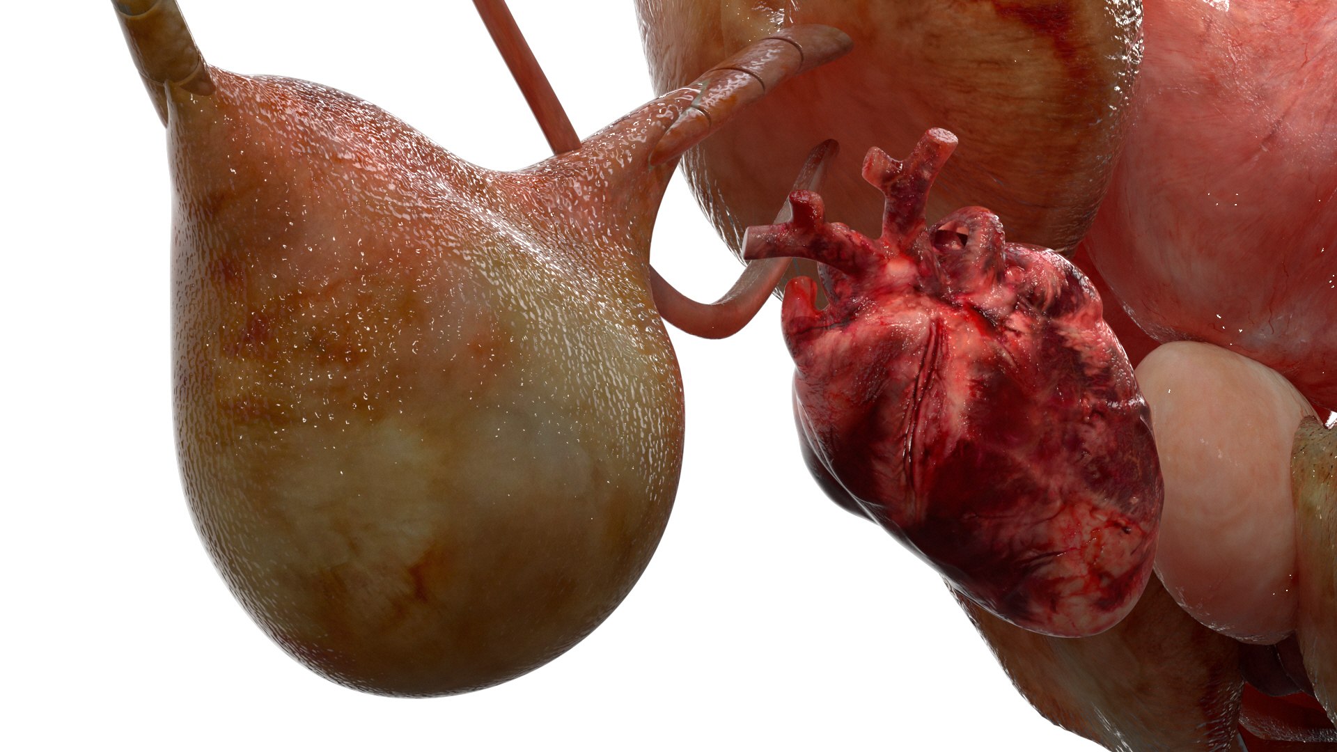 rigging dove fur anatomy 3D https://p.turbosquid.com/ts-thumb/zd/0yxuGi/lTZ80zNj/36/jpg/1584067922/1920x1080/fit_q87/be7bc42189937ea94aa86c1ef3982f55ddddd3f6/36.jpg