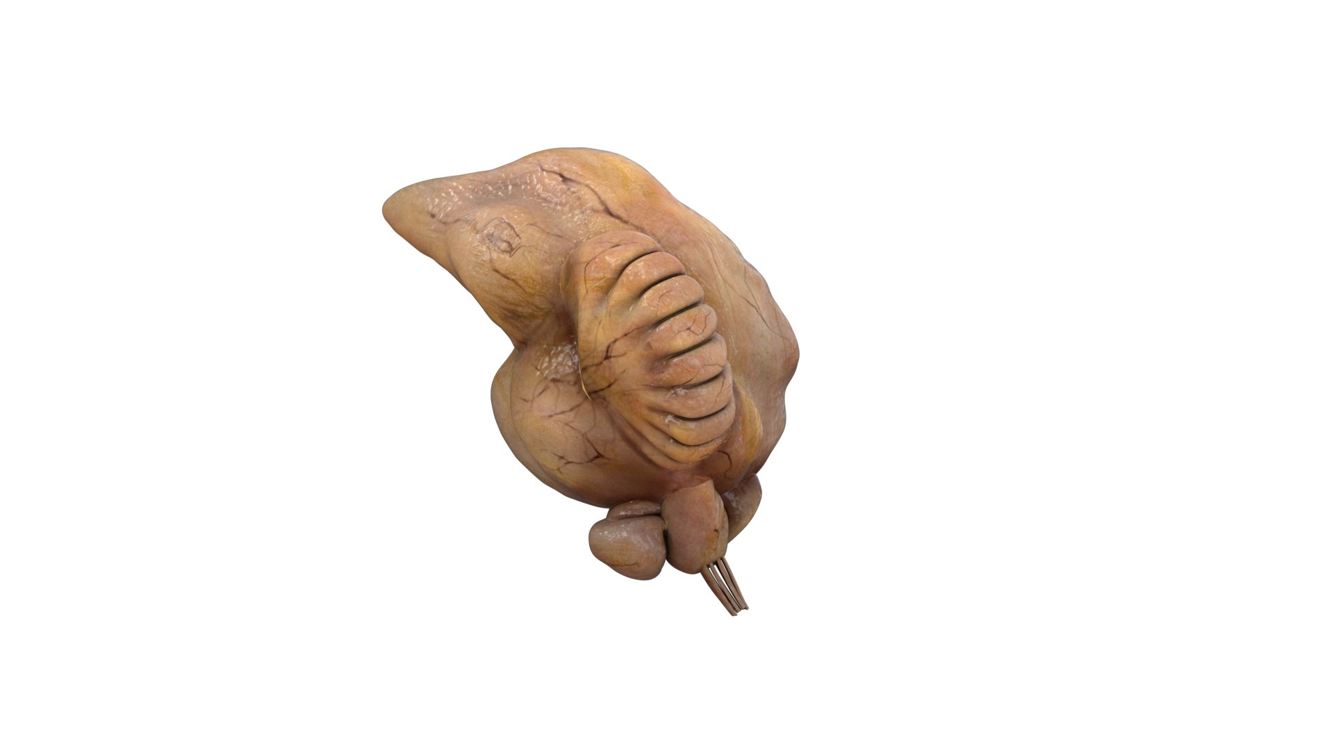 rigging dove fur anatomy 3D https://p.turbosquid.com/ts-thumb/zd/0yxuGi/ltaiHTl2/39/jpg/1584067922/1920x1080/fit_q87/d8f80df1a14f9264353ae40b0639acc091a6c0e3/39.jpg