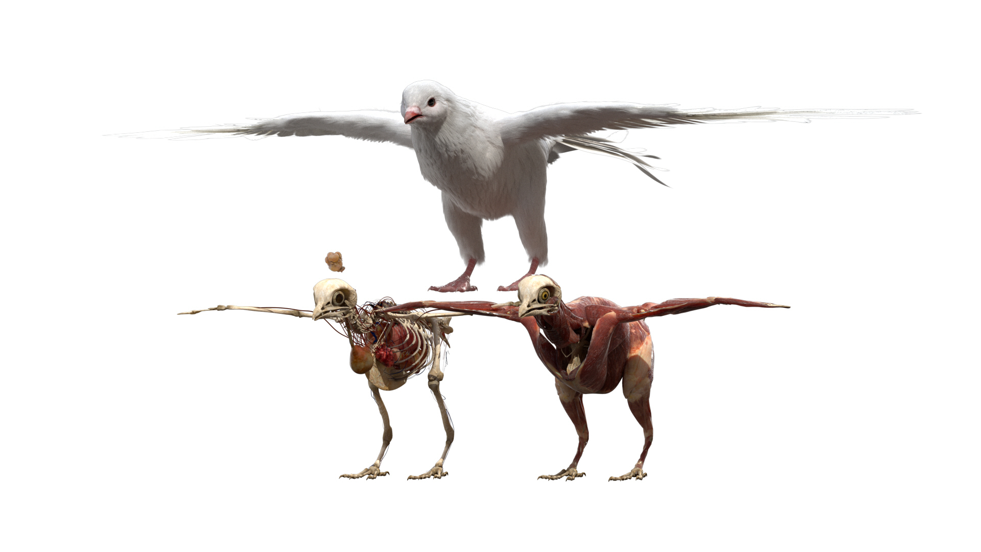 rigging dove fur anatomy 3D https://p.turbosquid.com/ts-thumb/zd/0yxuGi/ssoAokAi/doveanatomy/jpg/1584067915/1920x1080/turn_fit_q99/2ac0d7a8a9885351cc1263960236e42f9605fc33/doveanatomy-1.jpg