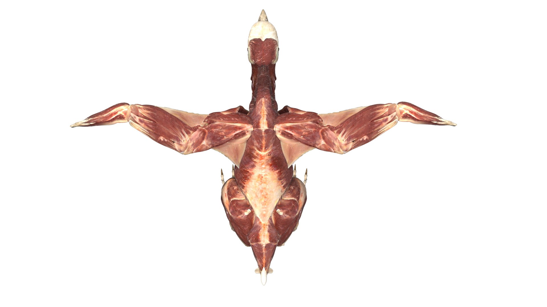rigging dove fur anatomy 3D https://p.turbosquid.com/ts-thumb/zd/0yxuGi/tqrrfvpo/25/jpg/1584067922/1920x1080/fit_q87/b379c8dc49b951bc65af791b3a1fd977a1e65908/25.jpg