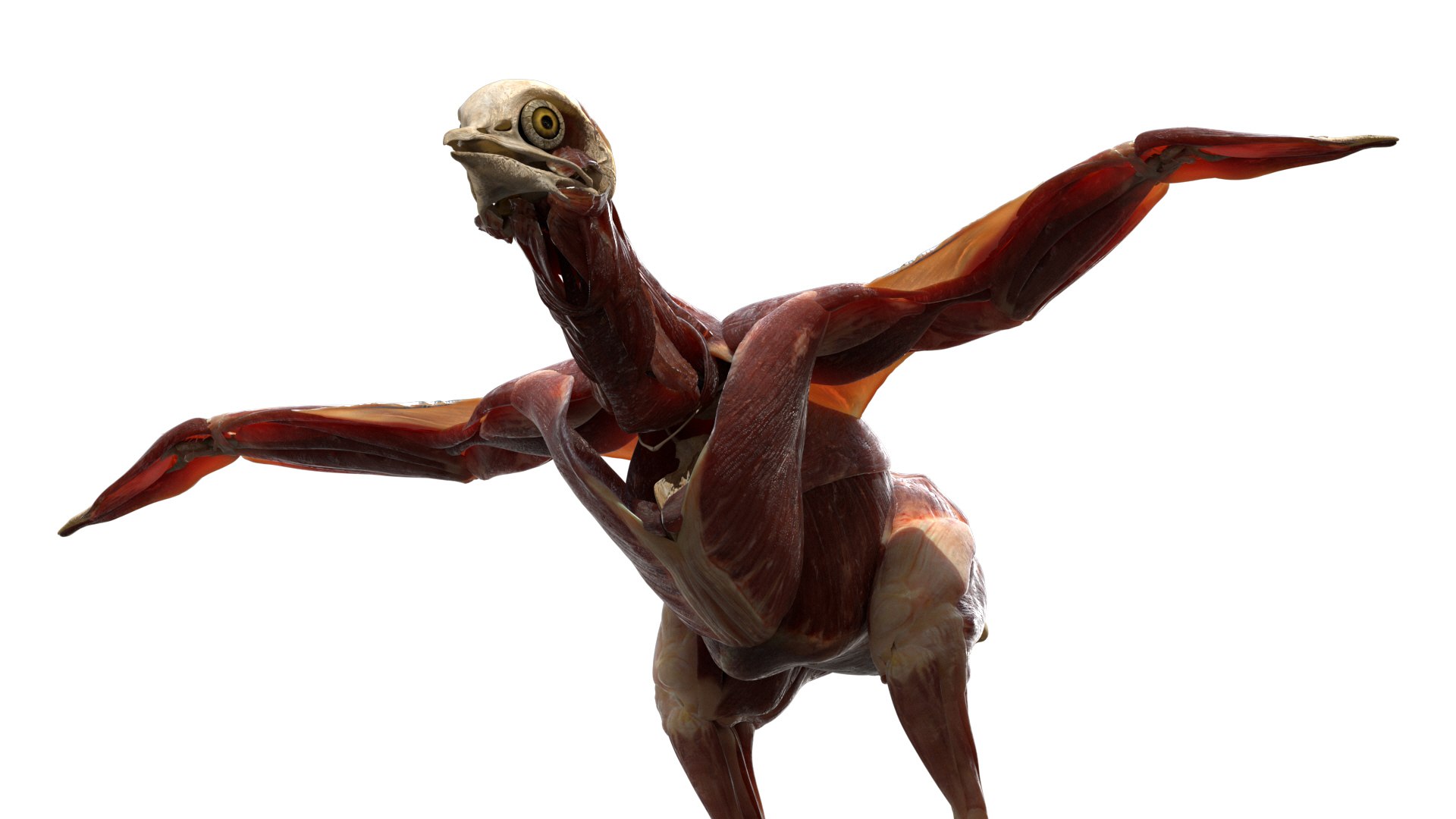 rigging dove fur anatomy 3D https://p.turbosquid.com/ts-thumb/zd/0yxuGi/tsA6BicI/26/jpg/1584067922/1920x1080/fit_q87/cc84a96efbd6cc32c29dbcfaaf42196e35f2c6f3/26.jpg