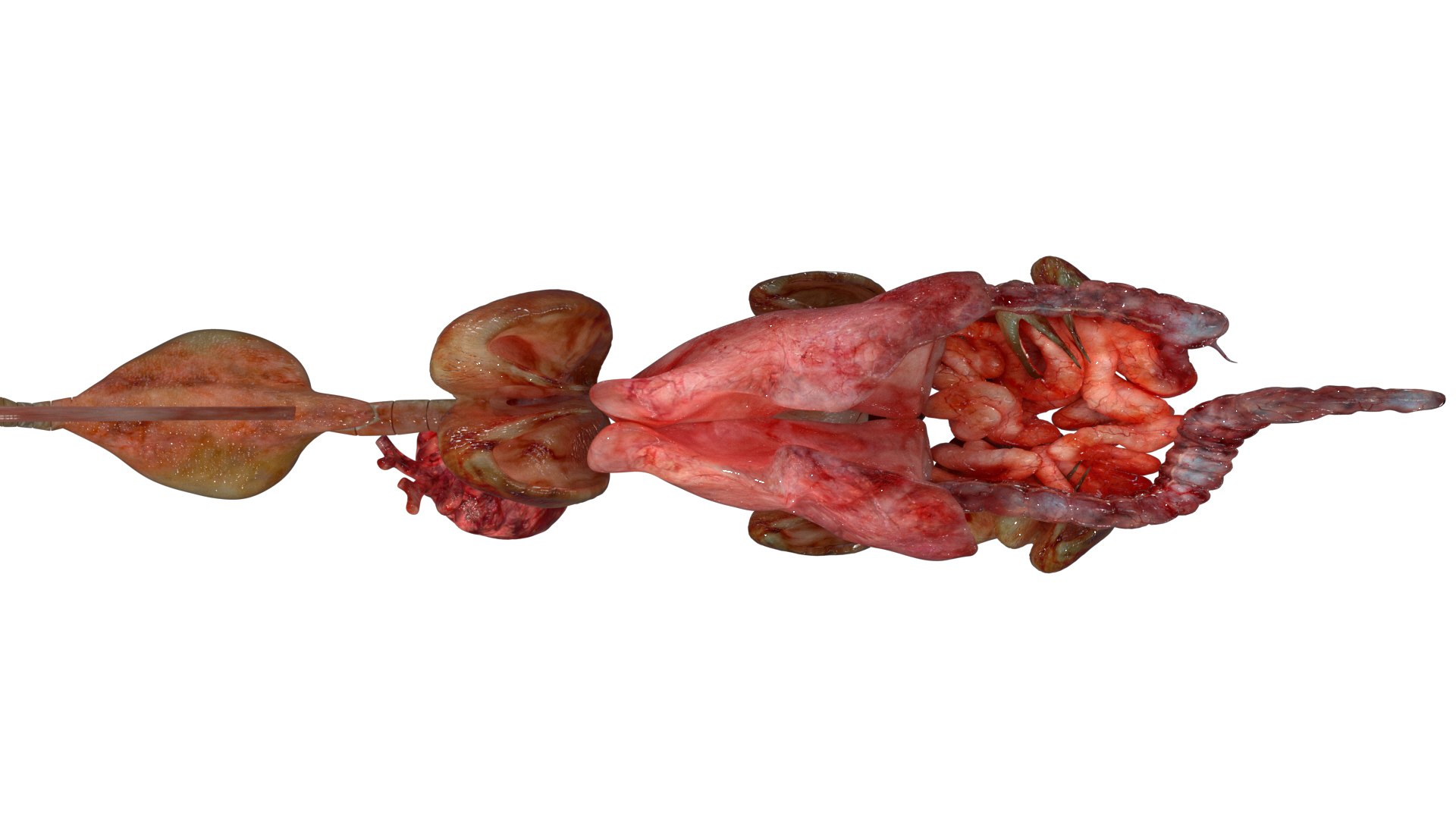 rigging dove fur anatomy 3D https://p.turbosquid.com/ts-thumb/zd/0yxuGi/x2aFXOwi/35/jpg/1584067922/1920x1080/fit_q87/697de65a1a54382abdc5929e68773789756d9df9/35.jpg