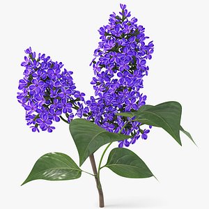 realistic lilac branch 3D model