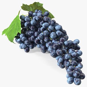 Sultana Blue Grape Cluster Lying