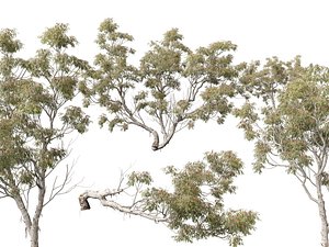 3D HighpolyLow Poly - Eucalyptus camaldulensis - River Red Gum model
