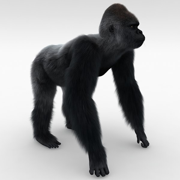 Gorilla with a Rodin \