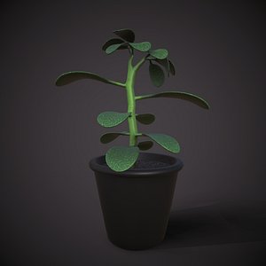 3D model small house plant