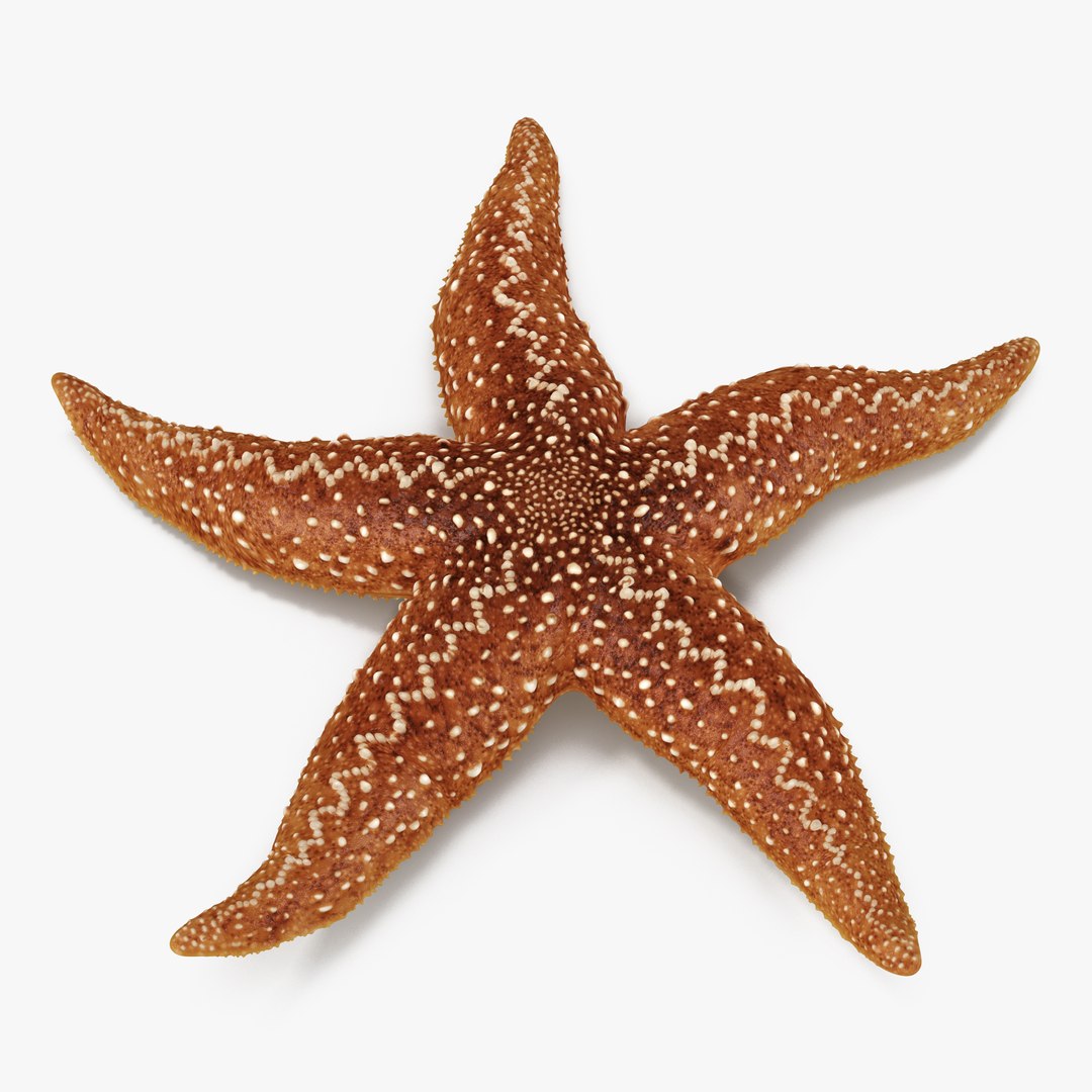 Starfish 2 Rigged 3D model preview