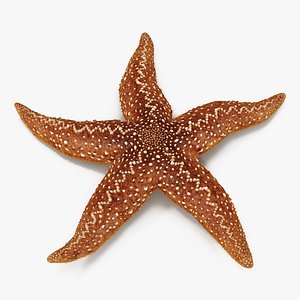 starfish 2 rigged max