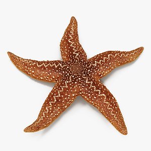 Starfish 2 Rigged
