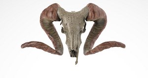Ram skull
