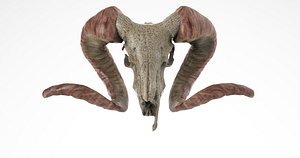 Ram skull