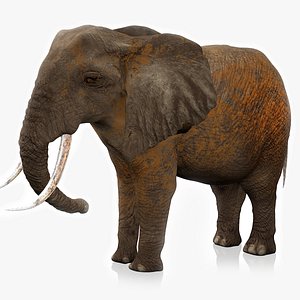 African Elephant RIGGED L2383 3D model