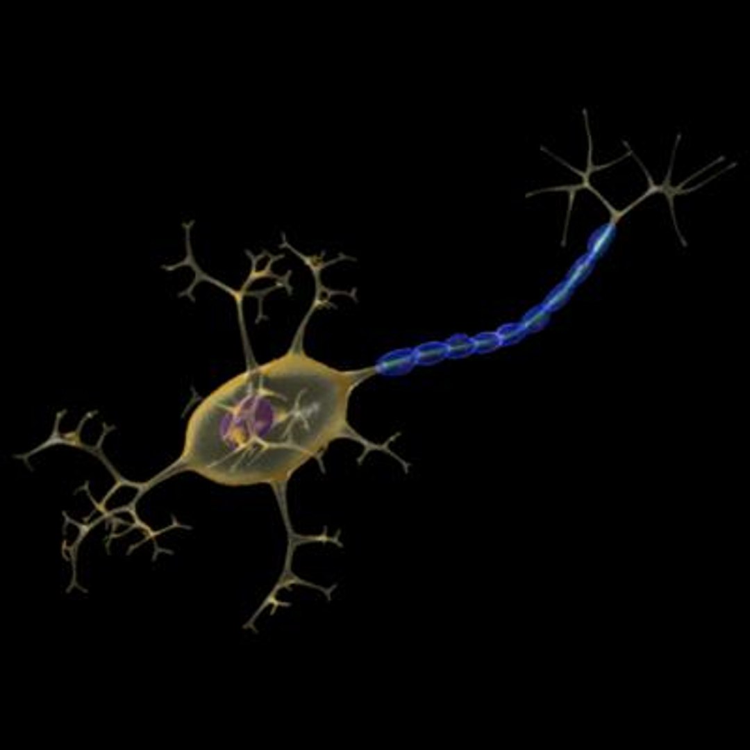 Nerve Cell Neuron 3d Obj