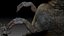 Dinosaur UtahRaptor SCULPT Project