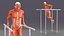 Anatomy Male Muscular System Chest Dip Animated Rigged for Cinema 4D 3D model