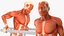 Anatomy Male Muscular System Chest Dip Animated Rigged for Cinema 4D 3D model