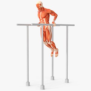 Anatomy Male Muscular System Chest Dip Animated Rigged for Cinema 4D