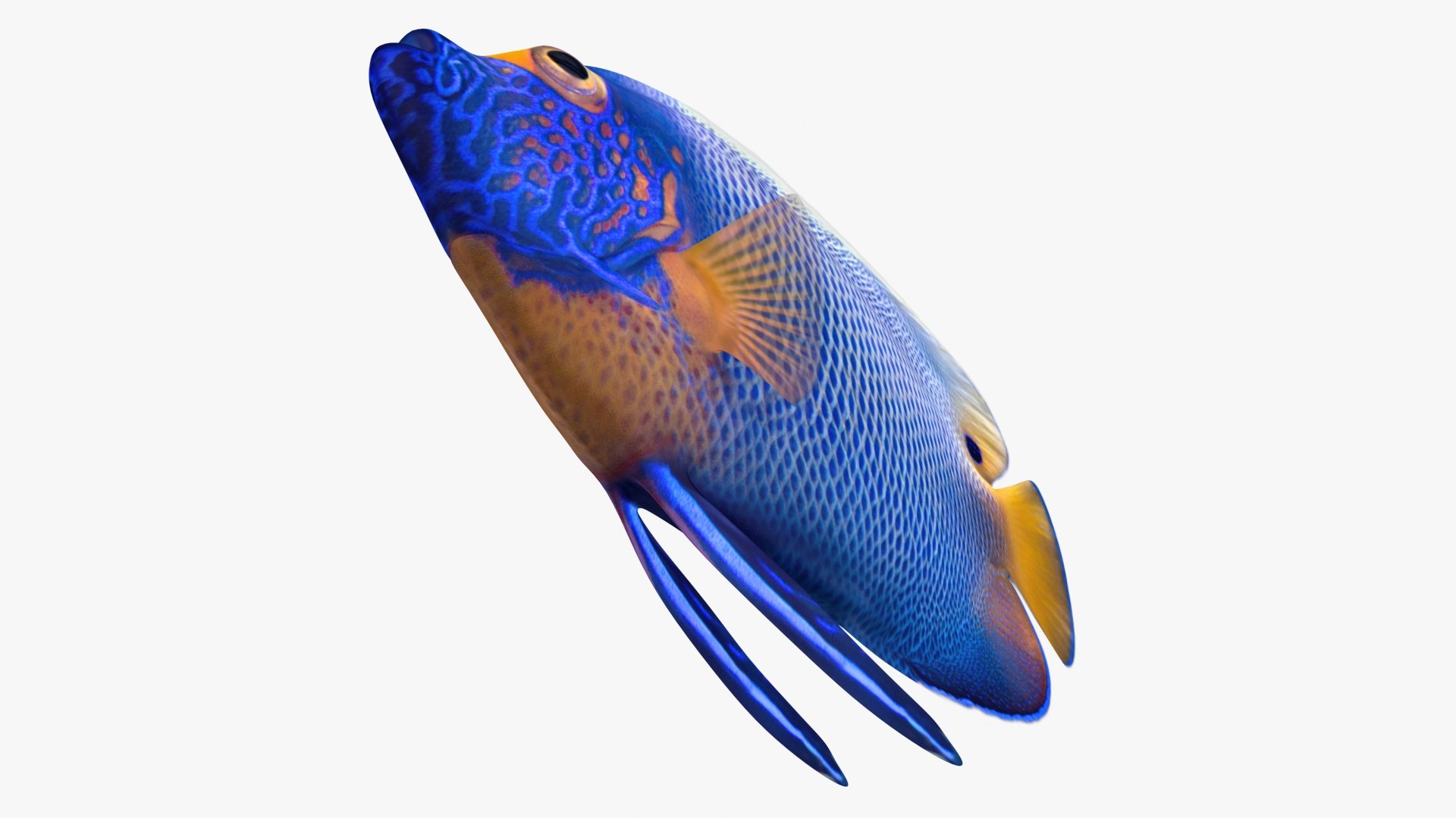 Blueface Angelfish Model - TurboSquid 1439850