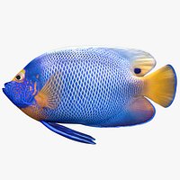 Blueface Angelfish