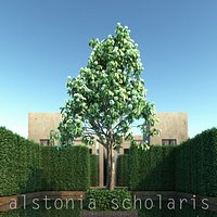 Alstonia Scholaris