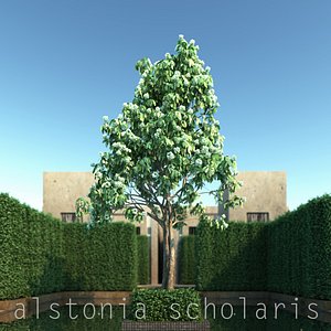 Alstonia Scholaris
