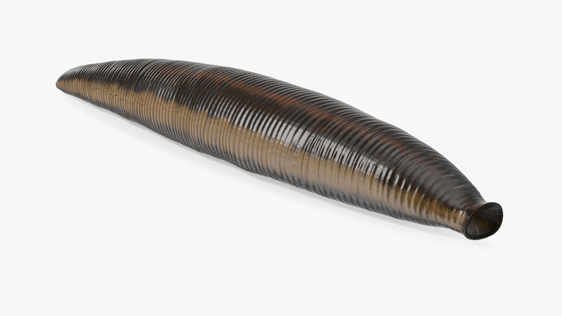 Hirudo Medicinalis Rigged for Maya 3D model preview
