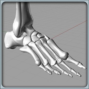 3d model of igs foot bones solidworks