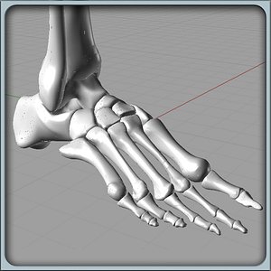 Foot Bones Solidworks