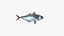 Japanese Jack Mackerel