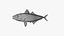 Japanese Jack Mackerel