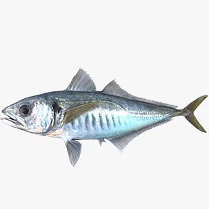 Japanese Jack Mackerel