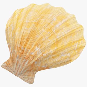 seashell real 3D