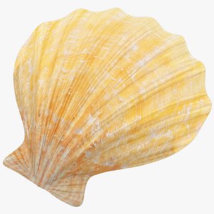 Seashell V4