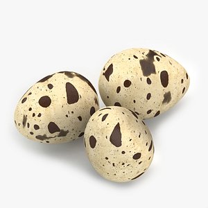 3d model quail eggs
