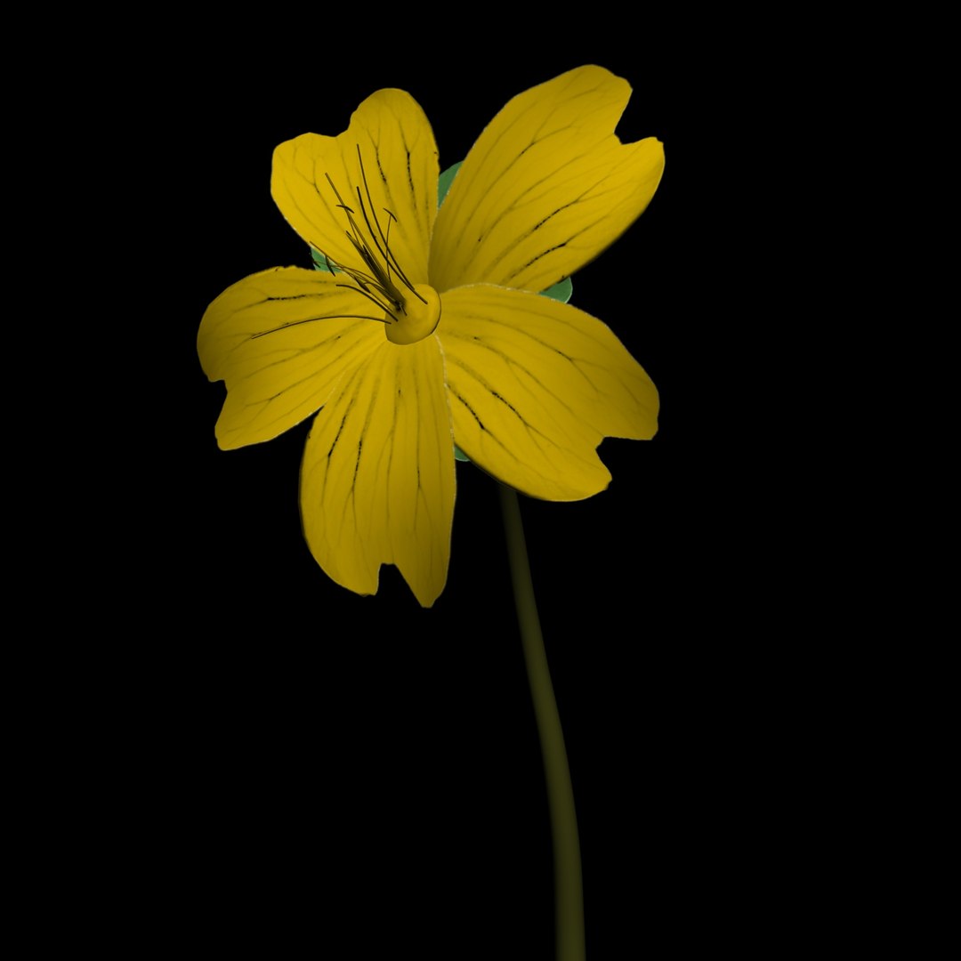 3D Flowers Open Animation Model - TurboSquid 1589263