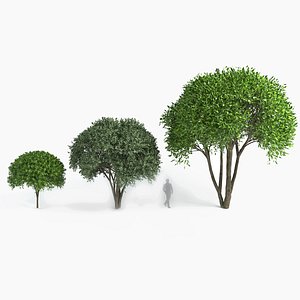 crack willow set 3 Salix 3D model