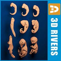 Different embryo development by 3DRivers