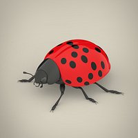 Ladybird