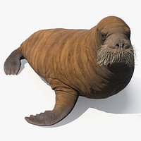 Standing Young Walrus