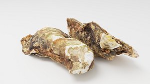 Mediterranean Oyster 18 cm