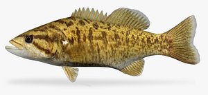 3ds max micropterus dolomieu smallmouth bass