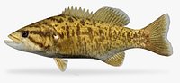 Micropterus dolomieu Smallmouth Bass