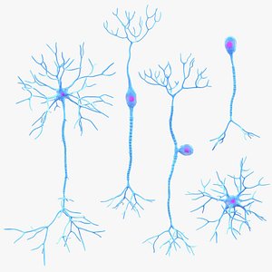 3D model Neuron Types