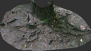 asphalt damaged road tree roots part4 photogrammetry