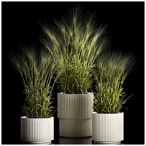 Set Of Green Ears Of Wheat In A Pot 1204 3D