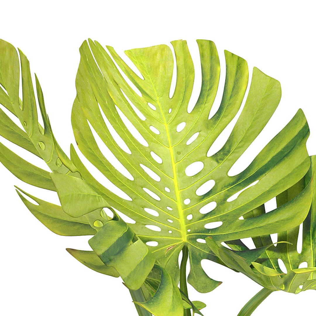 Flower Pack 248c 3D https://p.turbosquid.com/ts-thumb/zf/K5wtS6/Gy/lankaart00042/jpg/1661344228/1920x1080/fit_q87/ba8cb0492f7899947c275540626fbfe74706f224/lankaart00042.jpg